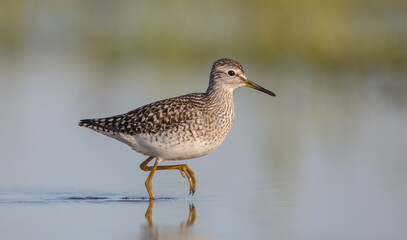 Wood Sandpiper  - in spring on the migration way at wetland