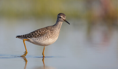 Wood Sandpiper  - in spring on the migration way at wetland