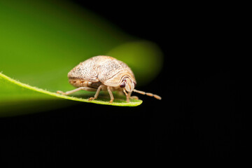 Lateral of Bean plastid beetle, Megacopta cribraria at Satara, Maharashtra