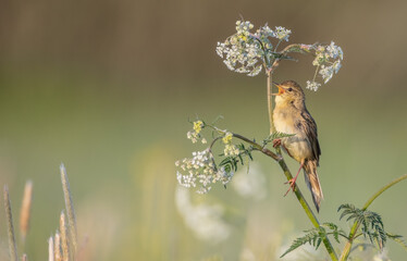 Common grasshopper warbler - at the meadow in spring