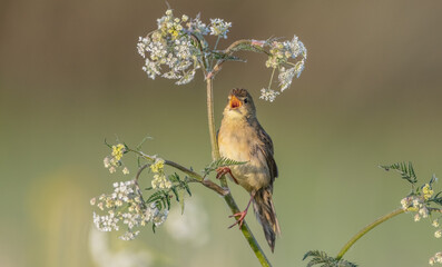 Common grasshopper warbler - at the meadow in spring