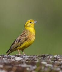 Yellowhammer  - male bird on late spring at a wetland