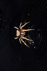 Flat back spider, Poltys illepidus at Satara, Maharashta