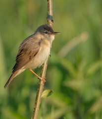 Marsh warbler - at the meadow in spring