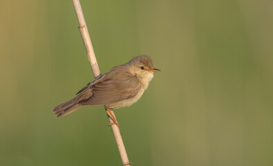 Marsh warbler - at the meadow in spring