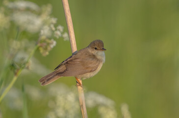 Fototapeta premium Marsh warbler - at the meadow in spring