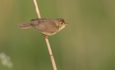 Marsh warbler - at the meadow in spring
