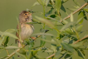 Marsh warbler - at the meadow in spring