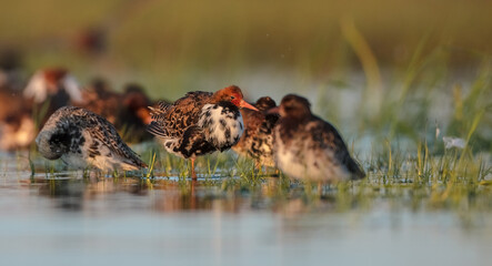Ruff - male bird at a wetland on the mating season in spring