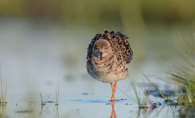 Ruff -  female feeding at the wetland on the mating season in spring