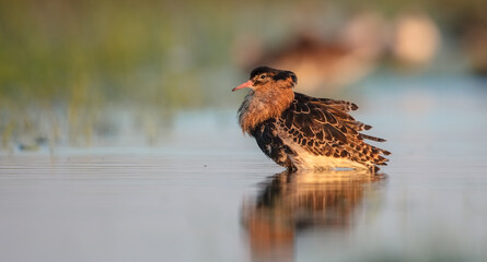 Ruff - male bird at a wetland on the mating season in spring