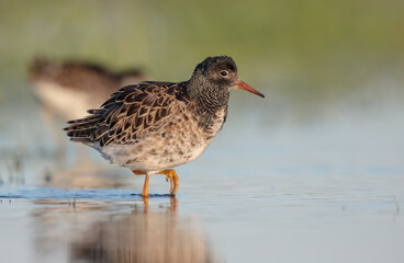 Ruff - male bird at a wetland on the mating season in spring