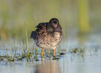 Ruff - male bird at a wetland on the mating season in spring