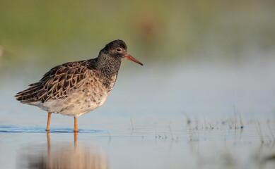 Ruff - male bird at a wetland on the mating season in spring