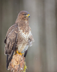 Common Buzzard in early spring at a wet forest