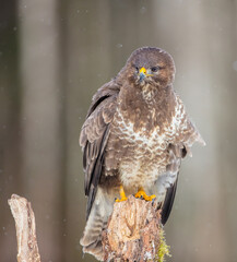 Common Buzzard in early spring at a wet forest
