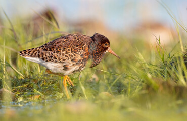 Ruff - male bird at a wetland on the mating season in spring
