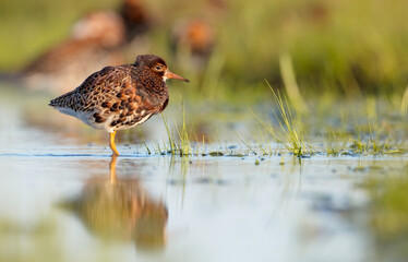 Ruff - male bird at a wetland on the mating season in spring