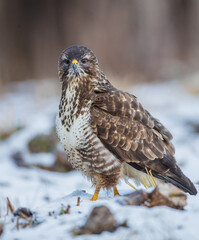 Common Buzzard in early spring at a wet forest