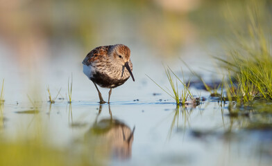 Dunlin - adult bird at a wetland on the spring migration 