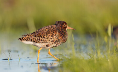 Ruff - male bird at a wetland on the mating season in spring