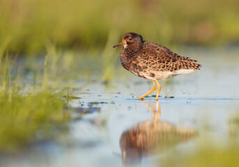 Ruff - male bird at a wetland on the mating season in spring