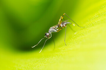 Stilt legged fly, Rainieria antennaepes at Satara, Maharashtra 2