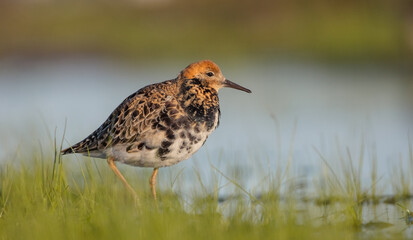 Ruff - male bird at a wetland on the mating season in spring