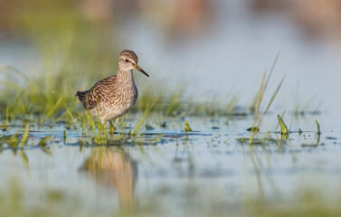 Wood Sandpiper  - in spring on the migration way at wetland