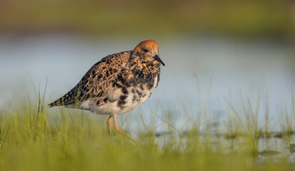 Ruff - male bird at a wetland on the mating season in spring