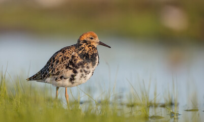 Ruff - male bird at a wetland on the mating season in spring
