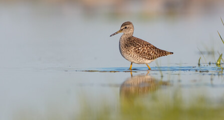 Wood Sandpiper  - in spring on the migration way at wetland