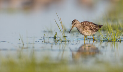 Wood Sandpiper  - in spring on the migration way at wetland