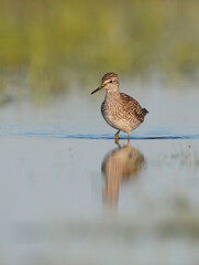 Wood Sandpiper  - in spring on the migration way at wetland