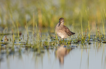 Wood Sandpiper  - in spring on the migration way at wetland