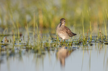 Wood Sandpiper  - in spring on the migration way at wetland