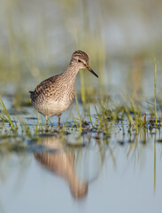 Wood Sandpiper  - in spring on the migration way at wetland
