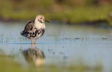 Ruff - male bird at a wetland on the mating season in spring