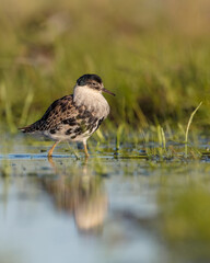 Fototapeta premium Ruff - male bird at a wetland on the mating season in spring