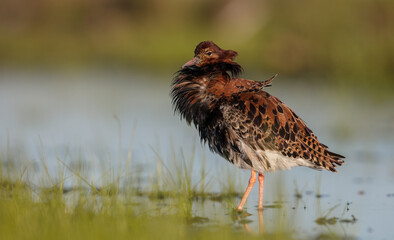 Ruff - male bird at a wetland on the mating season in spring
