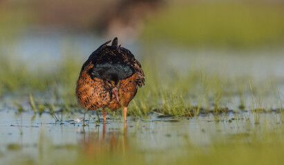 Ruff - male bird at a wetland on the mating season in spring