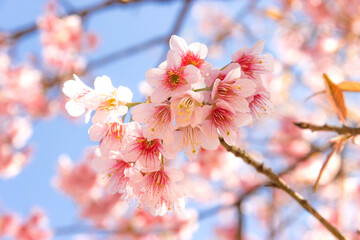 Close-up Wild Himalayan Cherry Blossom flower tree