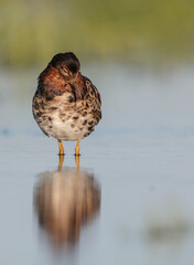 Ruff - male bird at a wetland on the mating season in spring