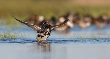 Ruff - male bird at a wetland on the mating season in spring