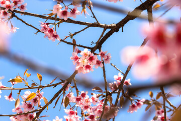 Branches of Wild Himalayan Cherry Blossom flower on blue sky background