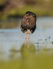 Ruff - male bird at a wetland on the mating season in spring
