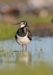 Northern lapwing - male bird at a wetland in spring
