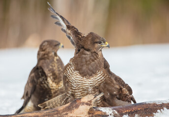 Common Buzzard in early spring at a wet forest