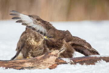 Common Buzzard in early spring at a wet forest