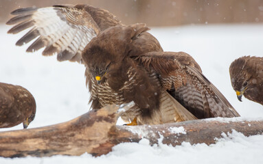 Common Buzzard in early spring at a wet forest